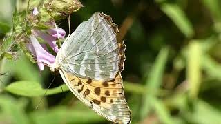 Silverwashed Fritillary Butterfly Visits Melampyrum Flowers for Nectar 240fps [upl. by Eenwahs976]