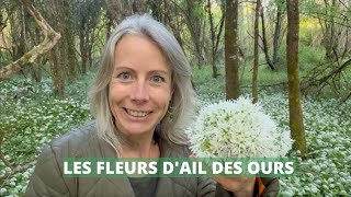 Fleurs dail des ours [upl. by Mackie]