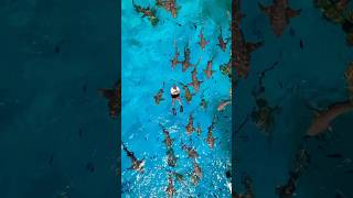 أهداء وحوش البحر 🦈 سحس s7s maldives shark ocean diving boat swimming [upl. by Gniliem579]