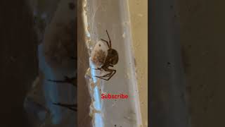 Wow Noble False Widow Spider Protects Baby Sac Shocking CloseUp of Spider spider nature [upl. by Ode788]