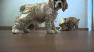 Cocker Spaniel Puppies check out camera [upl. by Manas]