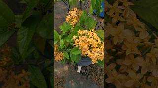 Ixora plant yellow flower🌷 [upl. by Gertrud]