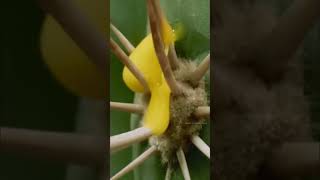 புத்திசாலியான பறவை  Amazing Birds Help Parasitic Plants Spread  Tamil Info Share shorts [upl. by Bickart]