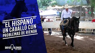 quotEl Hispanoquot Caballo con problemas de rienda [upl. by Rochkind]