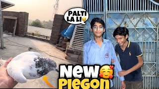 New Piegon La Aya😍  Umer Sa La Li Palti 😂  Rehman Nasir Vlogs [upl. by Anilehs721]