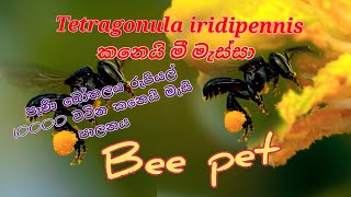 tetragonula tetragonula iridipennis  meliponiculture  කනෙයි බිගුන් කනෙයි මැස්සා පාලනය [upl. by Shel96]