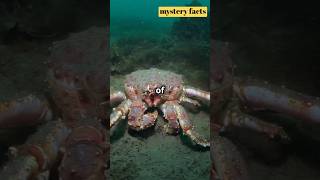 quotJapanese Giant Crab  Top 3 MindBlowing Facts 🌊🦀  Worlds Largest Crabquotshorts [upl. by Nosbig417]