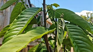 Rollinia Tree Flowering In Melbourne After 12 Months Inground [upl. by Abramson131]