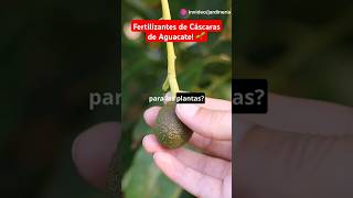 Fertilizantes de Cáscaras de Aguacate 🌱 [upl. by Adlare]