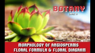 Morphology Of Angiosperms  Floral Formula amp Floral Diagram  Features Of RootStemLeaf  Section 6 [upl. by Ettennahs206]