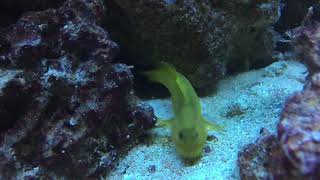 Yellow Watchman Goby Eats Bristle Worm for Dinner [upl. by Louanna]