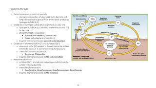 SULFUR CYCLE🌎 [upl. by Konrad]