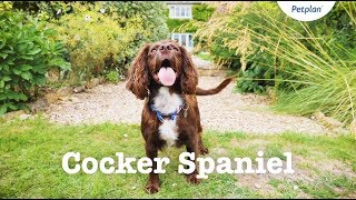 Cocker Spaniel Puppies amp Dogs  Breed Facts amp Information  Petplan [upl. by Allayne544]