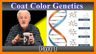 Dog Coat Color Genetics Explained 101 [upl. by Nelyag]