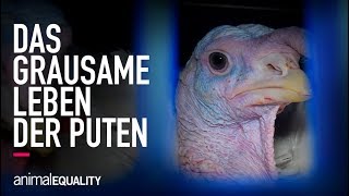 Tierleid und Kannibalismus Putenqual in einem preisgekrönten Betrieb [upl. by Chelsy]