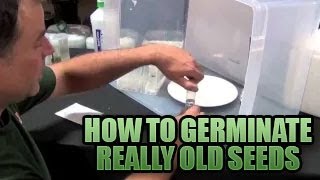 Germinating Really Old Seeds 101  How to get Old Seeds to POP Sprouting Old Seeds in Growers House [upl. by Vallie]