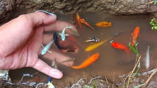 Find colorful ornamental fish koi fish goldfish catfish snakehead fish betta fish lobsters [upl. by Rifkin580]