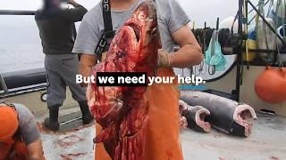 Nightmare at Sea Animal Abuse in the Driftnet Fishing Industry [upl. by Esinal]