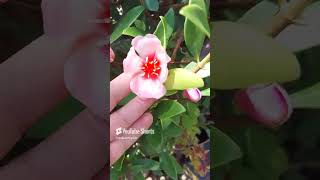 Clusia sp 🌸🌸🌸🇬🇹agricultura jardin gardenflower vivero [upl. by Ymerej]