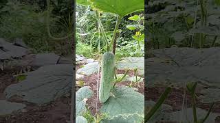 Organic pipino organicgardening [upl. by Carolynn]