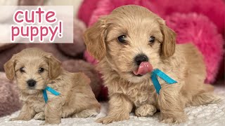 Maltipoo Puppy Cutest Moments  Dog Puppy Compilation [upl. by Avilys]