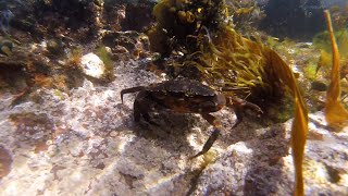 Camping Life Scotland  Dive St Abbs [upl. by Silvestro360]