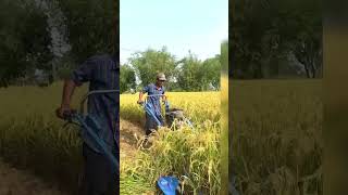 agricultureformal lifeDhan cutting machine [upl. by Lubet871]