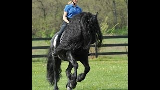 GRIPPING VIDEO Friesian Stallion Frederik the Greats Tribute to his Trainer [upl. by Lietman]