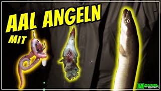 Aal angeln im SOMMER  TIPPS amp TRICKS [upl. by Anaihr618]