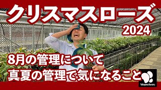 クリスマスローズ 8月の管理 真夏の管理のポイント ◆横山園芸 公式◆【2024】 [upl. by Heber132]