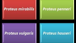 Dominio Bacteria Phylum Proteobacteria 30  Gammaproteobacteria  Enterobacteriaceae  Proteus [upl. by Alithea]