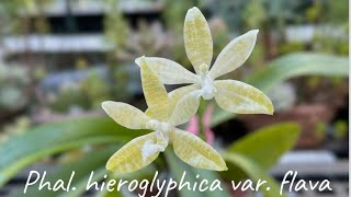 September 11 2024白象形文字蝴蝶蘭Phal hieroglyphica var flava [upl. by Cila]