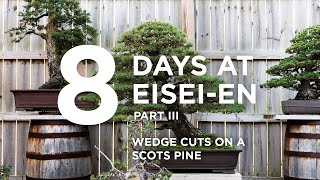 8 days at Eiseien part III wedge cutting branches on a Scots pine with Bjorn Bjorholm [upl. by Ahtis976]