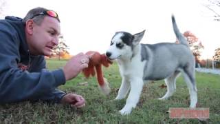 Dedicated and Responsible Dog Breeders are Central to Our Mission [upl. by Tab282]