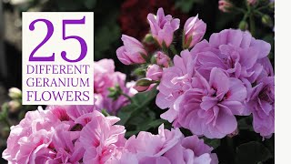 25 Types of Geranium Plant  Geranium Varieties  Geranium Plant [upl. by Aienahs]