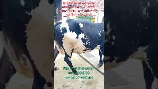 Girlando cow For Sale 101024 reels farming shortvideo trending animals viral dairy farming [upl. by Orly]