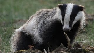 European Badger  Animal of the Week [upl. by Alverson351]