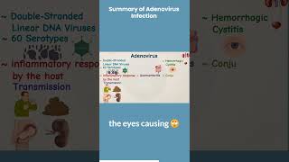 Summary of Adenovirus Infection microbiology101 science bacteria virology [upl. by Rebma538]