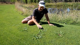 Grassy Weed Removal in My Lawn  Paspalum Couch and Crabgrass [upl. by Airdnaz]