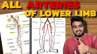 ALL ARTERIES OF LOWER LIMB  Femoral Artery  Popliteal Artery  Dorsalis Pedis Artery [upl. by Ettennad]