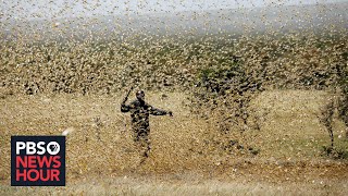 The pandemic threatens the people of East Africa  and now locusts threaten their food [upl. by Elyrad]