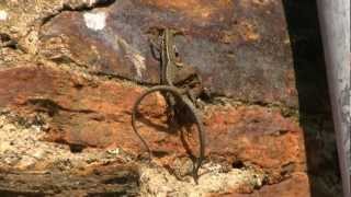 LEZARD des MuraillesAccouplement VerticalPodarcis muralis  BRUITX [upl. by Tila976]