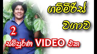 ගම්මිරිස් වගාව  අපේ වත්ත Ape Waththa [upl. by Eleanora]