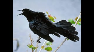 Great Tail Grackle Calls and Sounds [upl. by Shoshanna]