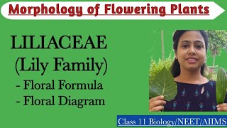 Liliaceae Lily Family  Floral formula and floral diagram Economic importance of Liliaceae family [upl. by Bohaty]