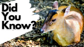 Things you need to know about MUNTJAC [upl. by Dygal]