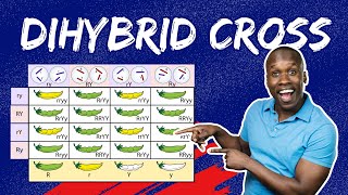 Master Dihybrid Crosses The StepbyStep Guide to Punnett Squares amp Genetic Ratios [upl. by Nnaitsirk]