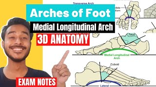 Arches Of Foot Anatomy 3D  Medial Longitudinal Arch Anatomy  lateral longitudinal arch of foot [upl. by Adleremse]