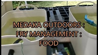 medaka rice fish outdoors  fry management  food [upl. by Nalced]