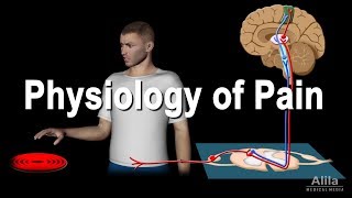 Physiology of Pain Animation [upl. by Ecyob]